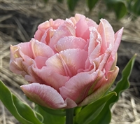 Tulipan Dreamer 6 løg